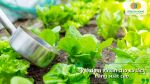 Bón phân cho rau xà lách giai đoạn sinh trưởng với tỷ lệ đạm và lân phù hợp để tăng năng suất.