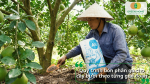 Nông dân bón phân gà hữu cơ cho cây bưởi theo từng giai đoạn sinh trưởng nhằm thúc đẩy cây phát triển ổn định.