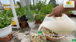 Ủ dịch chuối với nước vo gạo giúp tăng hàm lượng dinh dưỡng và thúc đẩy quá trình lên men tự nhiên.