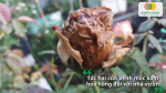 Bệnh mốc xám làm hoa hồng héo khô, giảm chất lượng hoa và ảnh hưởng đến năng suất cây trồng.