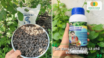 Các dạng phân đạm cá phổ biến hiện nay dùng cho rau và cây trồng.