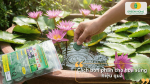 Hướng dẫn cách bón phân cho hoa súng hiệu quả giúp cây ra lá xanh và hoa nở đẹp.