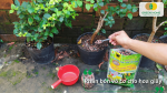 Sử dụng phân bón vô cơ cho hoa giấy giúp bổ sung dinh dưỡng và thúc đẩy cây ra hoa.