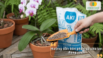 Hướng dẫn bón phân gà cho lan đúng cách giúp cây hấp thu dinh dưỡng hiệu quả và hạn chế sốc phân.