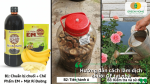 Hướng dẫn cách làm dịch chuối GE tại nhà bằng chuối chín, mật rỉ đường và chế phẩm vi sinh.