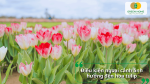 Nhiệt độ, ánh sáng, độ ẩm và giá thể là những yếu tố quan trọng ảnh hưởng đến quá trình sinh trưởng và ra hoa của tulip.