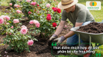 Thời điểm bón phân bò cho hoa hồng tốt nhất là sau khi cắt tỉa, trước mùa ra hoa hoặc khi cây bước vào giai đoạn sinh trưởng mạnh.
