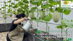 Cách sử dụng dịch chuối ủ Trichoderma tưới cây giúp phát triển khỏe mạnh và ra trái đều