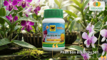 Phân bón Đầu Trâu 501 hỗ trợ kích thích ra chồi, phát triển lá xanh khỏe và tăng sức sinh trưởng