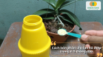 Pha phân bón cho lan hồ điệp trong giai đoạn 4–5 tháng đầu để kích thích sinh trưởng và phát triển rễ.