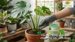 Bón phân tan chậm quanh gốc cây Monstera đúng kỹ thuật để cây phát triển khỏe mạnh và xanh tốt.