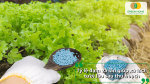 Sử dụng phân bón cân đối cho rau xà lách nhằm cải thiện chất lượng lá và kéo dài thời gian bảo quản sau thu hoạch.