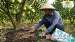 Kỹ thuật chăm sóc cây bưởi sau khi bón phân gà giúp giữ ẩm đất, tăng hiệu quả hấp thu dinh dưỡng và phát triển trái.