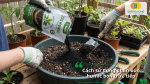 Hướng dẫn trộn phân bón Humic vào giá thể hoặc đất trồng để cải tạo đất và tăng độ phì nhiêu.