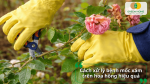 Cắt tỉa và loại bỏ bộ phận nhiễm bệnh là giải pháp quan trọng để kiểm soát bệnh mốc xám hoa hồng.