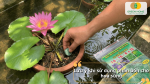 Những lưu ý khi sử dụng phân bón cho hoa súng để hạn chế vàng lá và thối rễ.