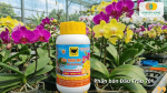 Phân bón Đầu Trâu 701 chuyên dùng cho giai đoạn kích thích phân hóa mầm hoa và hỗ trợ lan ra hoa
