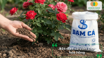 Bón đạm cá viên quanh gốc hoa hồng nhằm cung cấp nguồn dinh dưỡng hữu cơ chậm tan