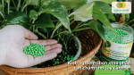Phân tan chậm dạng viên màu xanh dùng cho cây trầu bà trong chậu, gợi ý lựa chọn sản phẩm chất lượng.