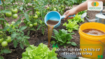 Lợi ích của đạm cá hữu cơ đối với cây trồng giúp cây xanh tốt và tăng khả năng hấp thụ dinh dưỡng.