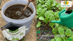 Pha phân Humic tưới gốc giúp cây hấp thu dinh dưỡng tốt hơn và kích thích phát triển bộ rễ.