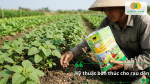 Bón thúc cho rau dền bằng phân NPK đúng liều lượng giúp cây phát triển lá lớn và xanh tốt.