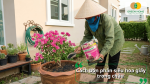 Hướng dẫn bón phân siêu hoa giấy cho cây trồng chậu giúp hoa nở đều và kéo dài thời gian ra hoa.
