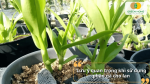 Lưu ý quan trọng khi sử dụng phân gà cho lan để tránh phát sinh nấm bệnh và bảo vệ bộ rễ khỏe mạnh.