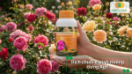 Dịch chuối vi sinh Hoàng Hưng Agri giàu kali hữu cơ giúp hoa hồng ra nụ nhiều, hoa lớn và bền màu.