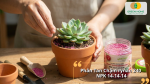 Phân tan chậm Rynan Flowermate 240 NPK 14-14-14 cung cấp dinh dưỡng cân đối, giúp sen đá phát triển ổn định trong thời gian dài.