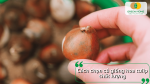 Chọn củ giống hoa tulip to, chắc, không dập nát, không nấm bệnh để tăng tỷ lệ nảy mầm và cho hoa đẹp.