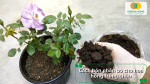 Cách bón phân bò cho hoa hồng trồng chậu giúp bổ sung dinh dưỡng, cải tạo giá thể và kích thích cây ra hoa đều, bền đẹp.