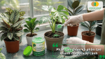So sánh việc sử dụng phân tan chậm và phân tan nhanh cho cây cảnh trong nhà.