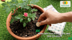 Sử dụng phân bón hoa hồng viên nén giúp cây hấp thụ dinh dưỡng từ từ và hạn chế thất thoát phân.