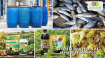 Chuẩn bị nguyên liệu và dụng cụ để ủ đạm cá bằng chế phẩm sinh học và nguyên liệu hữu cơ.