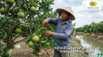 Phân gà hữu cơ đóng vai trò quan trọng trong canh tác bưởi, giúp cải tạo đất và nâng cao chất lượng trái cây.