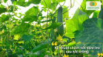 Kỹ thuật chăm sóc dưa leo sau khi trồng gồm tưới nước, bón phân và làm giàn cho cây leo.