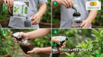 Pha Humic phun qua lá giúp cây xanh tốt, tăng khả năng quang hợp và phục hồi nhanh sau stress.