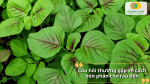 Rau dền phát triển khỏe mạnh với bộ lá xanh tốt nhờ áp dụng kỹ thuật bón phân hợp lý và cân đối dinh dưỡng.