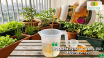 Pha loãng dịch chuối trước khi tưới giúp cây hấp thu dinh dưỡng tốt và hạn chế hiện tượng cháy rễ.