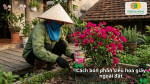 Cách bón phân siêu hoa giấy cho cây trồng ngoài đất giúp cây sinh trưởng khỏe và ra hoa dày.