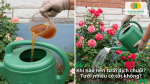 Thời điểm tưới dịch chuối cho hoa hồng hiệu quả và những lưu ý tránh lạm dụng gây ảnh hưởng đến cây.