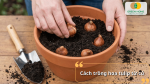 Hướng dẫn cách trồng hoa tulip từ củ đúng kỹ thuật với độ sâu, khoảng cách và giá thể phù hợp để cây phát triển tốt.