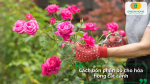 Bón phân bò cho hoa hồng cắt cành giúp cây phục hồi nhanh sau thu hoạch, phát triển cành mới và nâng cao chất lượng hoa.