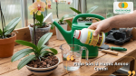 Phân bón lá Humic Amino Combi bổ sung axit humic và amino acid giúp lan phục hồi