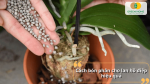 Rải phân tan chậm cho lan hồ điệp trong chậu nhằm cung cấp dinh dưỡng ổn định và hiệu quả.