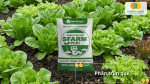 Phân trùn quế SFARM cung cấp dinh dưỡng hữu cơ giúp rau xà lách phát triển khỏe mạnh.