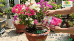 Bón phân kích thích ra hoa cho chậu hoa giấy bonsai nhiều màu sắc.