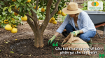 Giải đáp các câu hỏi thường gặp về cách sử dụng phân gà hữu cơ cho cây bưởi đạt hiệu quả tối ưu.