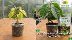 Sử dụng phân Humic đúng liều lượng giúp cây phát triển khỏe mạnh và tránh lãng phí dinh dưỡng.